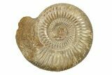 Polished Jurassic Ammonite (Perisphinctes) - Madagascar #270927-1